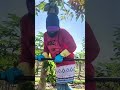 dela pra colher mamão #roça de #mamão #farming #fruit #gardenvlog #agriculture