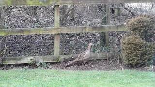 Pheasant in my garden