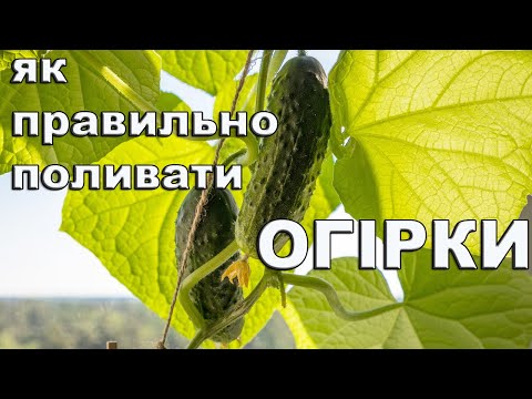 Як правильно поливати огірки