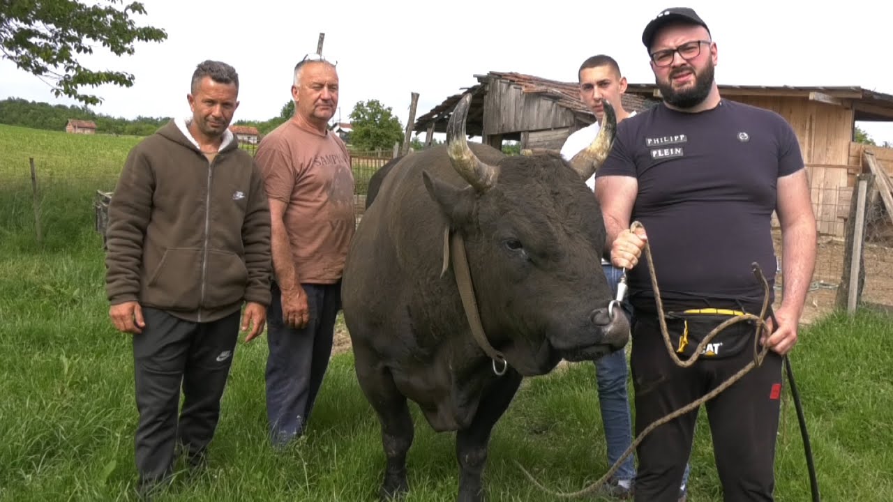 - ZDRALONJA BACA MEDONJU SVEMIRCA PREKO OGRADE, EDINOVA KORIDA 2025