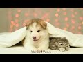 Healing dog  cat music  calm your dog  cat and help them have a sound sleep with this music