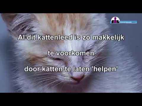 Video: Waarom Wurms By Huiskatte Voorkom