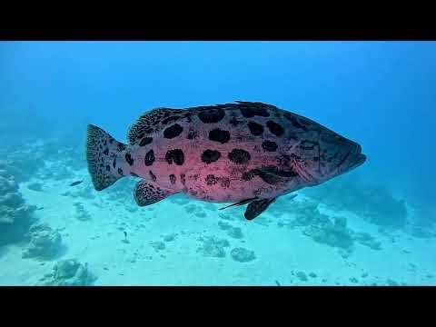Diving Cod Hole Ribbon Reef #10 2024