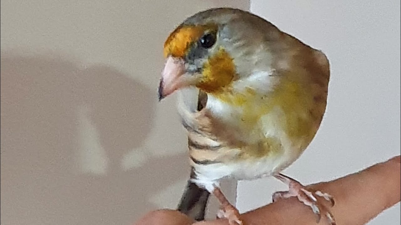 reclamo de mixto cantando jilguero