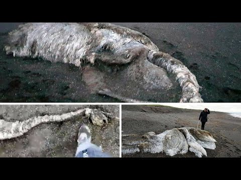 &rsquo;Hairy Sea Monster&rsquo; leaves locals baffled as it washes up on a beach in Russia 2018