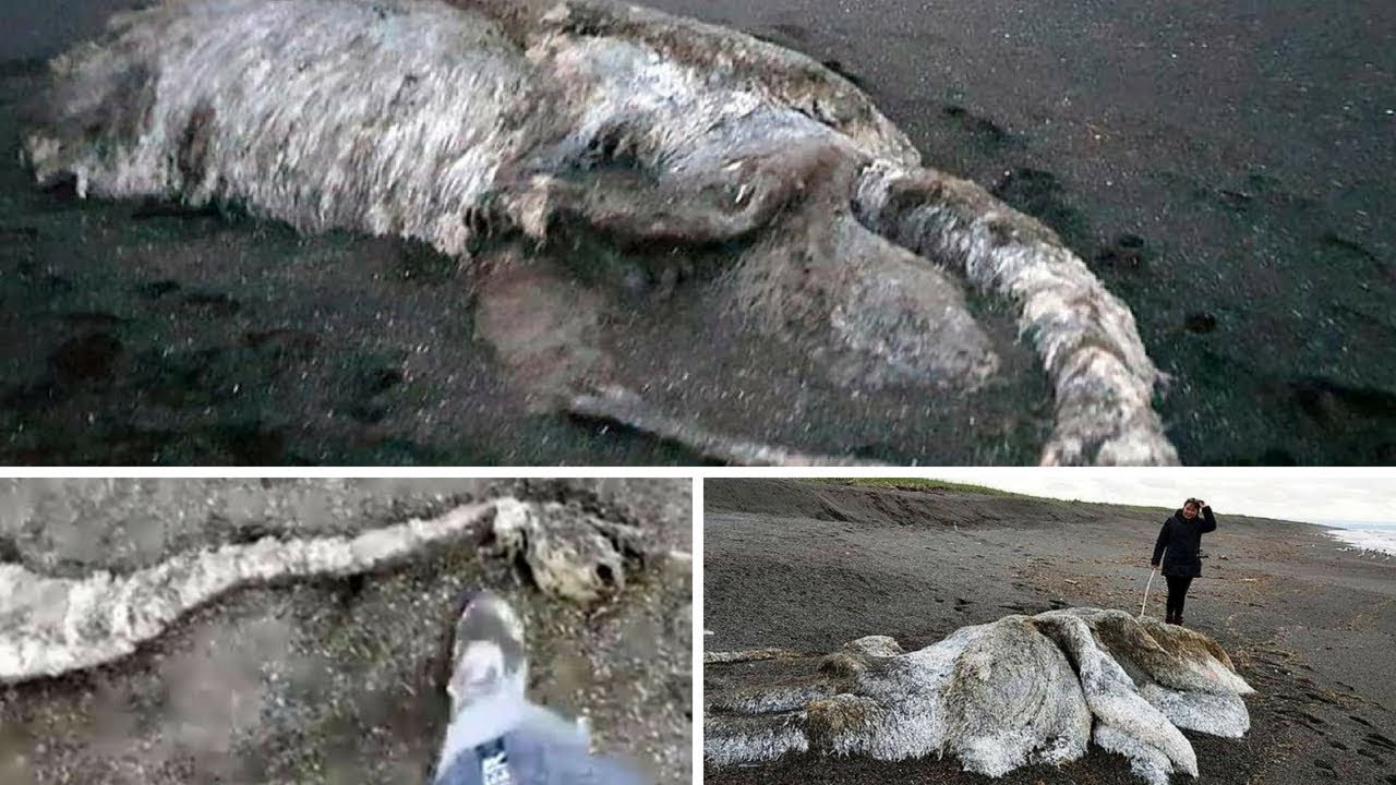'Hairy Sea Monster' leaves locals baffled as it washes up on a beach in