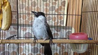 Bulbul Singing, Sooty Headed Bulbul Sounds Calling