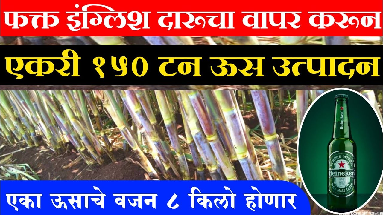 एकरी 150 टन ऊस उत्पादन घ्या || एका ऊसाचे 8 किलो होणार || usala daru che phyade