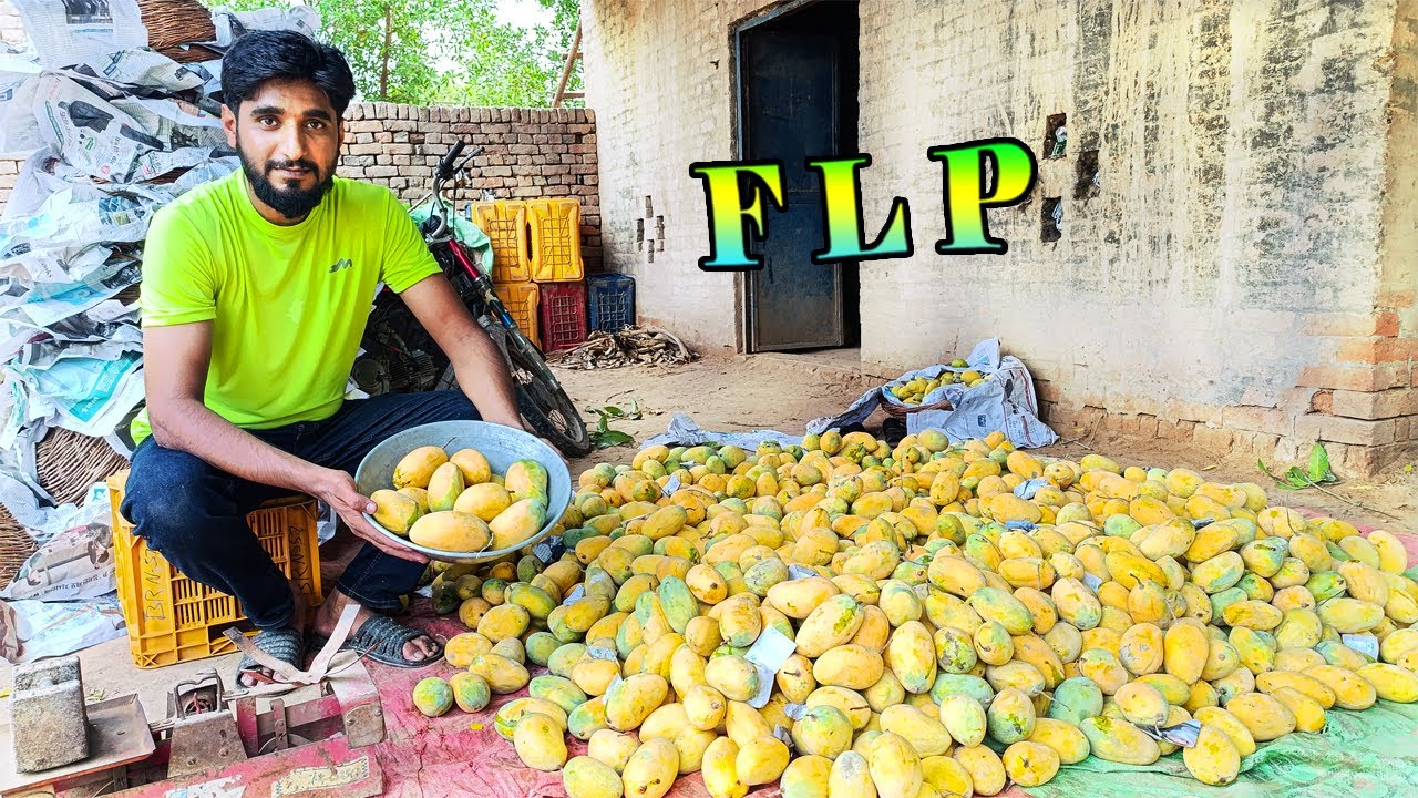Tons of chaunsa mangoes, pakistani white chaunsa mango