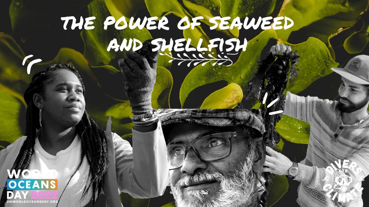 Cover of Seaweed and shellfish: feeding and cleaning the world