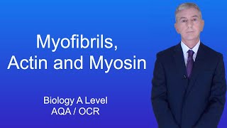 A Level Biology Revision Year 13 Myofibrils, Actin And Myosin