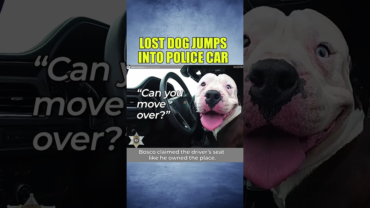 LOST DOG JUMPS INTO POLICE CAR