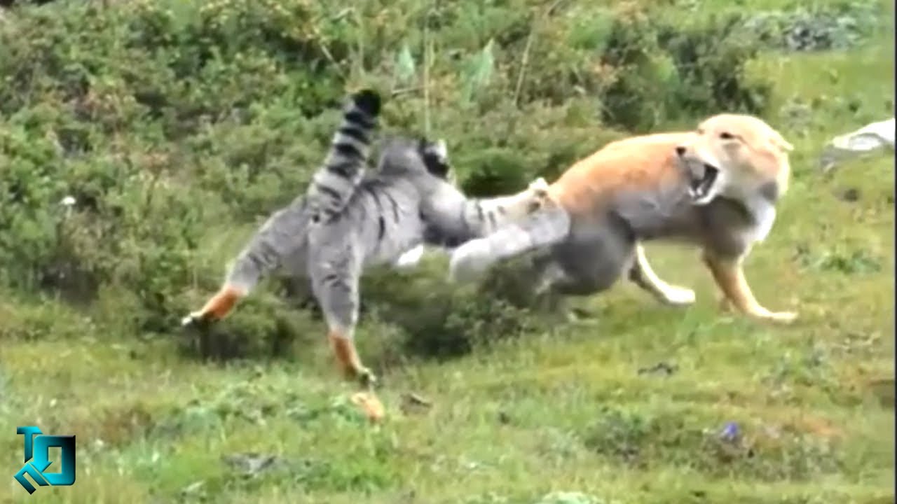 Повезло Заснять! Безумные Случаи с Животными, Которым Трудно Поверить