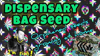 Dispensary Bag Seed | Growing Dispensary Quality Cannabis @ Home & Cheap !