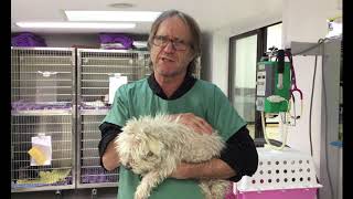 Lucky - Cushing Disease