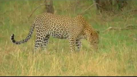 سورة الرعد تلاوة الشيخ حسن صالح Ar-Rad hassan saleh