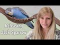 Releasing Jack Sparrow | Response to My How to Catch a Budgie Video