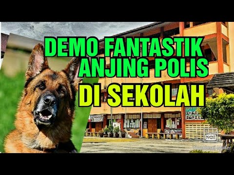 CEPAT DAN TEPAT ANJING  POLIS CARI DADAH!