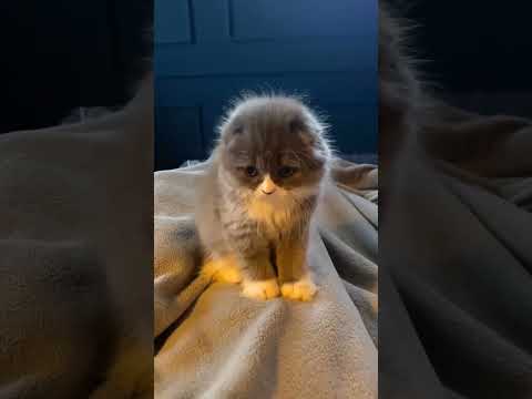 Трансформация от пирожка до жирной .опы ! 🥰💥🔥😍🐱👀 #nature #wildlife #wow #funny #приколы #котики