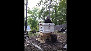 Apimaye Beehive Queen Install after package Queen was dead