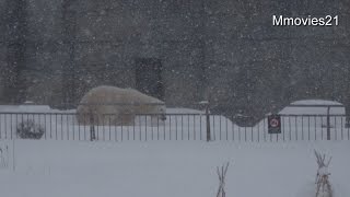嬉しかったデナリ~Polar Bear in snowstorm