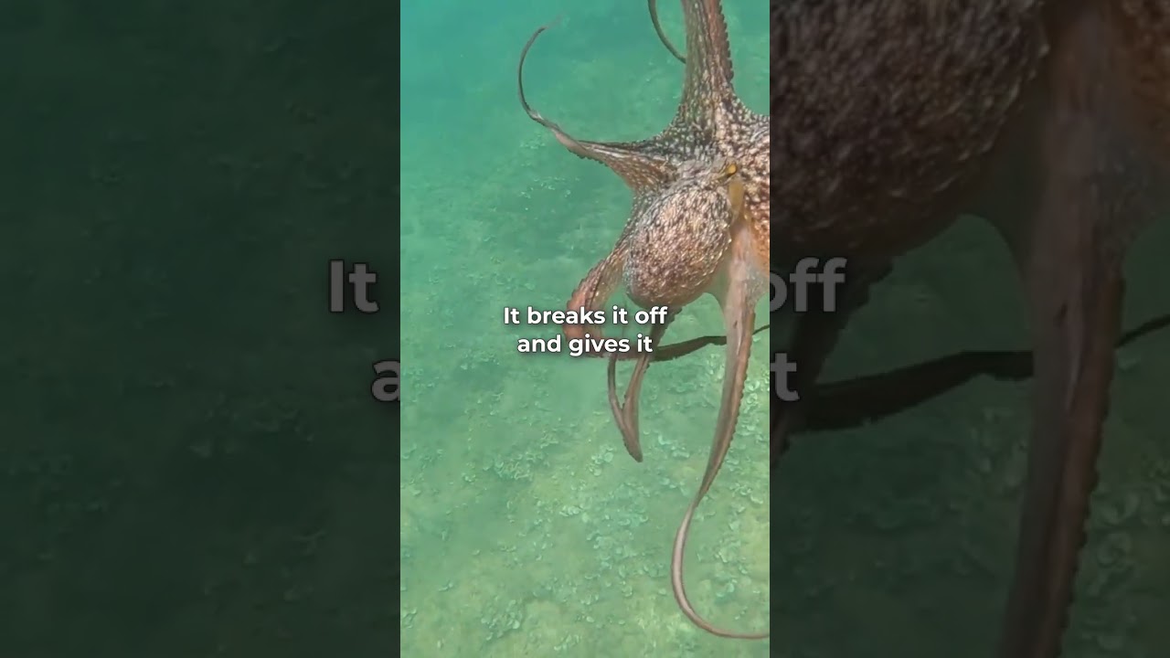 He Rips Off His Arm to Mate?! Octopus Mating Explained 