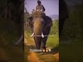 Prashanta 🔥👑|#followforfollowback #followformore #viralreels #viral #shortsfeed #shortsviral #shorts