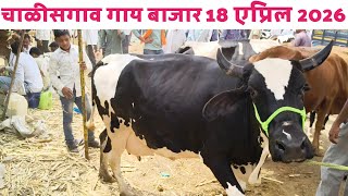 चाळीसगाव गाय बाजार | 18 एप्रिल 2026 | चाळीसगाव बैल बाजार 2026 | एक नंबर गाई बाजारात 🔥