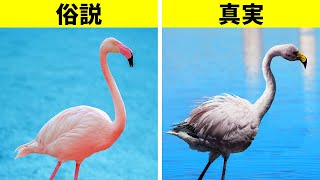 動物界をさらに魅力的にする19の事実