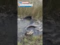 Флоридский Аллигатор против Бирманского Питона  #animals #проживотныхинетолько