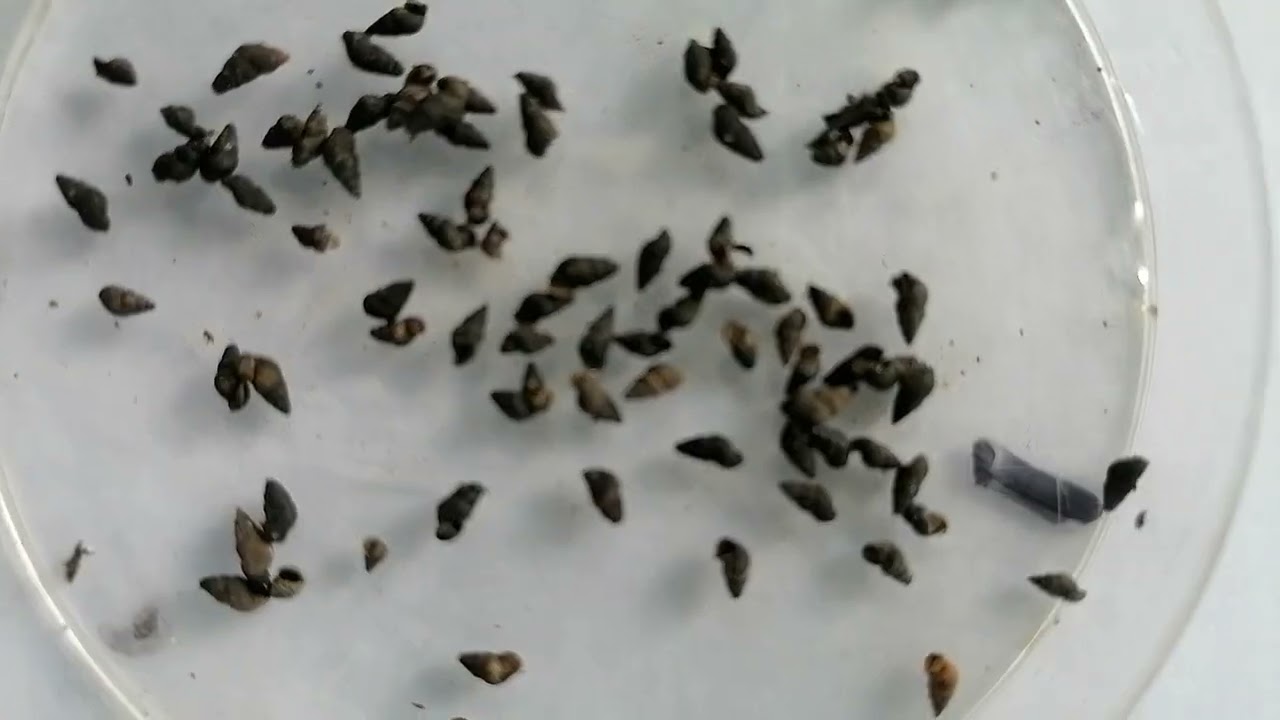 Oncomelania hupensis quadrasi: host of Schistosoma japonicum(2)