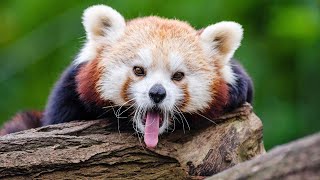 Red Panda Facts: Habitat and Species Revealed | wild animals screenshot 3