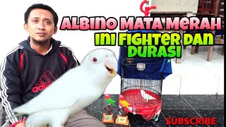 Lovebird Albino Shiro Milik Pak Faris Bawa Hoki Di Latber Spesial Dhuko Bc Feat Ajib Sultan Akbar