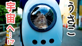 宇宙船キャリーでお散歩うさぎNo.1