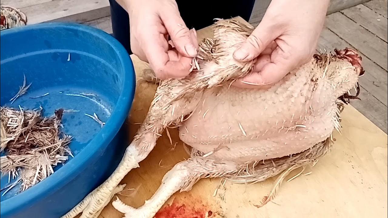 убойный цех птицефабрики. цех убоя и переработки птицы. при забое бройлеров ломаются крылья почему. убой птицы на птицефабриках. линия потрошения тушек птицы.