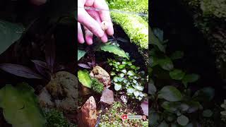 Бутон Пиптоспата Ридли во флорариуме #флорариум #ароидные #цветет