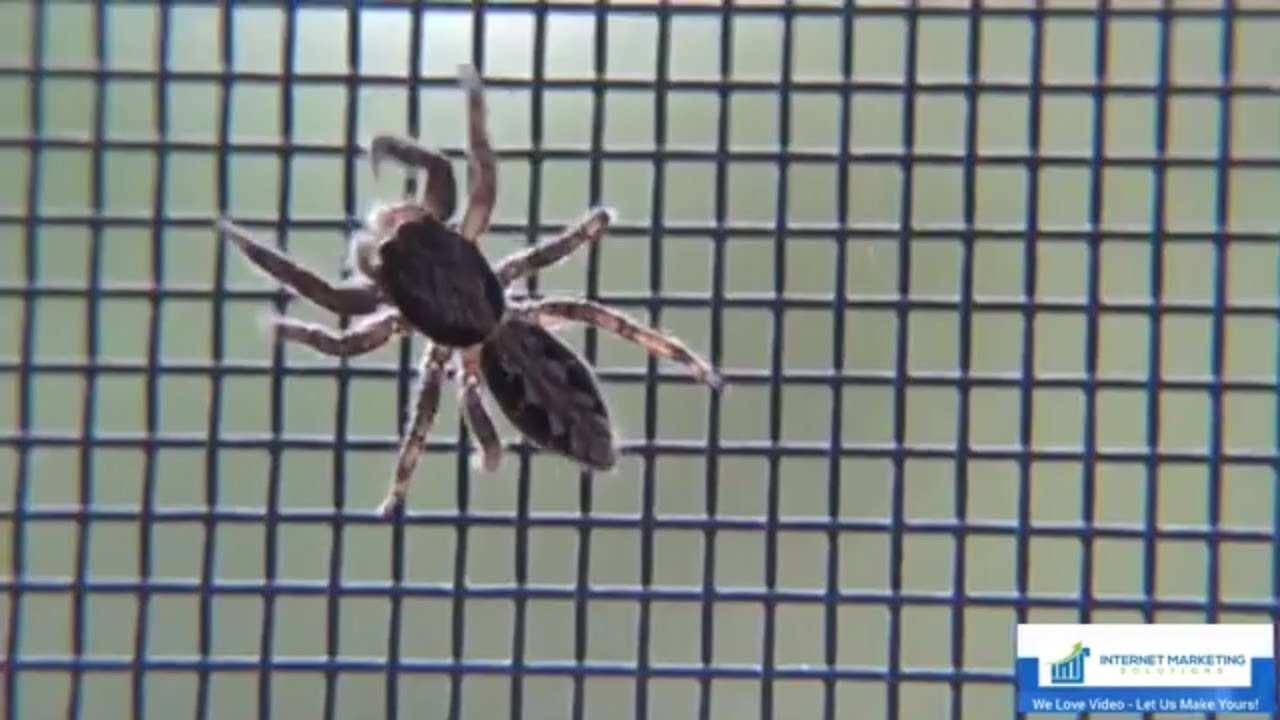 Pest Control - v5 - Promotional Videos by IMS Studio