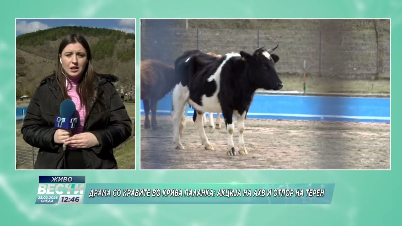 Вестерн сцени во Крива Паланка: Семејство ги брка кравите  за да ги „спаси“од инспекторите на АХВ