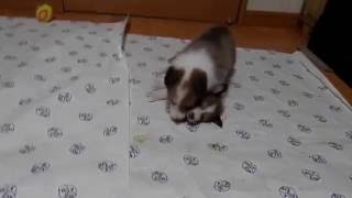 シェルティー仔犬 '16082703
