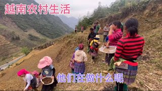 去越南農村拍視頻，沒想到這裡人們都能聽懂中國話，太有趣了#桃姑娘
