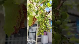 #Parra #uva #uvas #cosecha #siembraycosecha