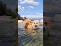 夏の川を楽しむコーギー / A Corgi having fun in the summer river. #コーギー #corgi #サクラ