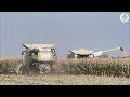 2 Claas Lexion 760 TT + Dominoni 10 rows & 2 JD 6R - COPETA - Big corn harvest 2019