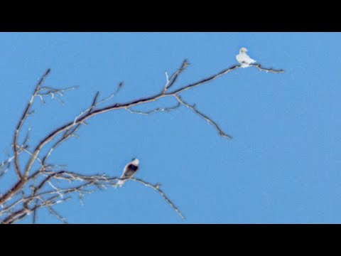 B. Wurtz -  Little Birds