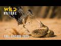 ROADRUNNER VS SNAKE | Ultimate Battle in the Desert #wildanimals | Wild Nature