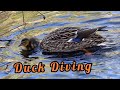 Mama Duck S Deep Dive Usa 2025 Mama Duck S Deep Dive Usa 2025