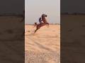 خيل حصان فرس خيل عربيه اصيله خيل عربيه شيلات   السعوديه مصر العراق