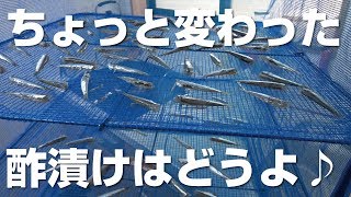 更にカタクチイワシで豪華晩御飯♪さぁ食べ尽くせ！