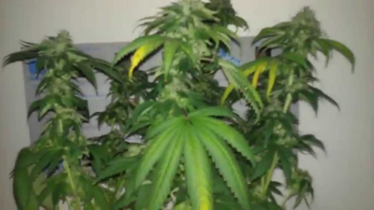 Flowerbomb Kush Harvest