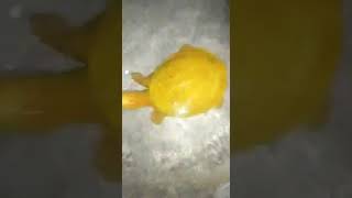 سلحفاة صفراء نادرة